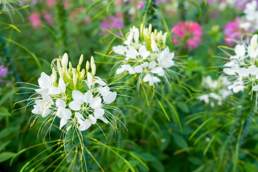 Close up Flowers in the garden Tarenaya hassleriana