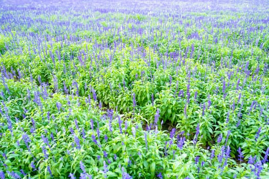 Blue salvia splendens with leaves in the field.