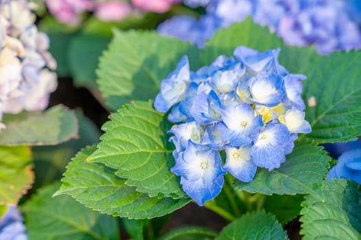 Blue hydrangea flowers growing in the garden.