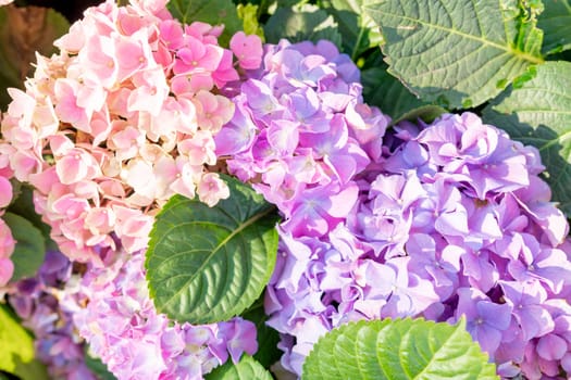 Blooming hydrangea or hortensia flowers with gentle fragrance and fragile fresh warm pink and violet petals