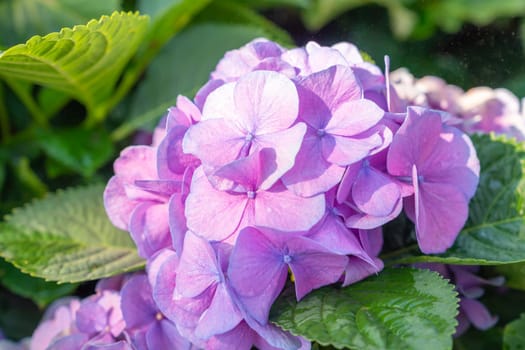 Blooming colorful hydrangea with sunlight.