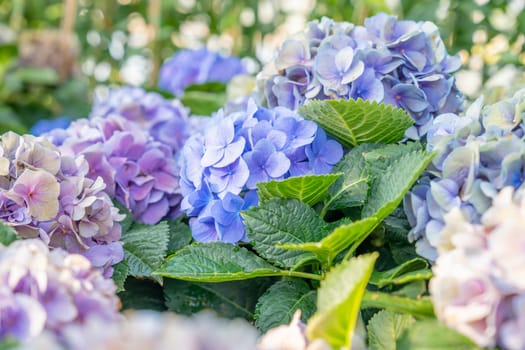 Close up blue hydrangea flowers growing in the garden.