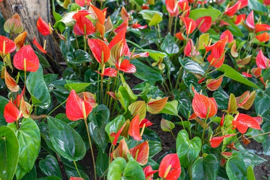 Many red anthuriums with green leaves