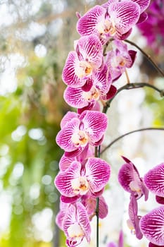 The pink orchids in the garden.