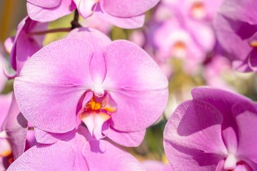 Delicate pink orchid phalaenopsis in the green garden.