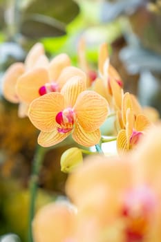 Yellow colour Phalaenopsis orchid in garden.