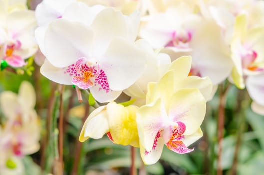 White orchids, Dendrobium, in full bloom, in soft color and soft blurred style in the garden.