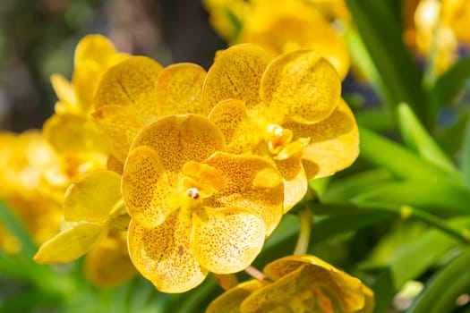 Close up of bouquet yellow orchids in the garden