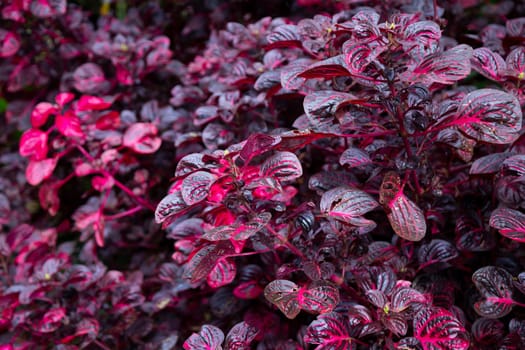 Iresine flowers or Bloodleaf plant growing in the garden.