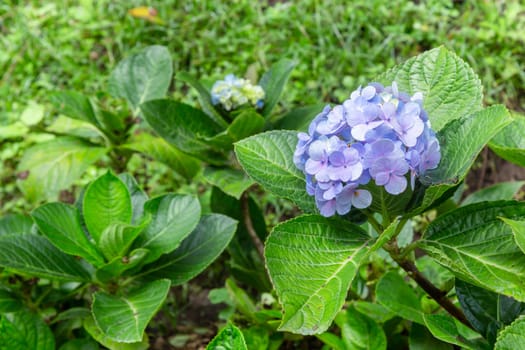 Fresh blossom hydrangea flowers in the garden.