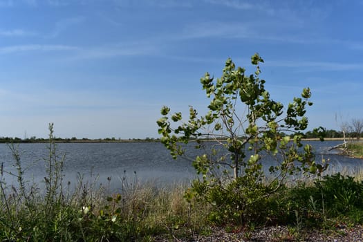 Tree on Shore of West Pond at Jamaica Bay Wildlife Refuge in New York. High quality photo