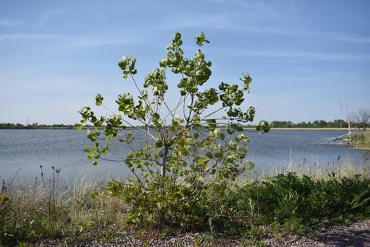 Tree near West Pond at Jamaica Bay Wildlife Refuge in New York. High quality photo