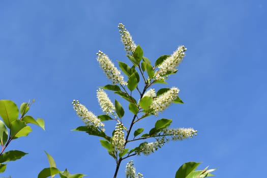 Beach Plum Tree Branch at Jamaica Bay Wildlife Refuge, New York. High quality photo