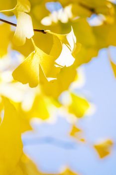 Design concept - Beautiful yellow ginkgo, gingko biloba tree leaf in autumn season in sunny day with sunlight, close up, bokeh, blurry background.