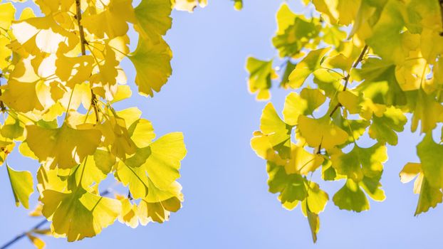 Design concept - Beautiful yellow ginkgo, gingko biloba tree leaf in autumn season in sunny day with sunlight, close up, bokeh, blurry background.