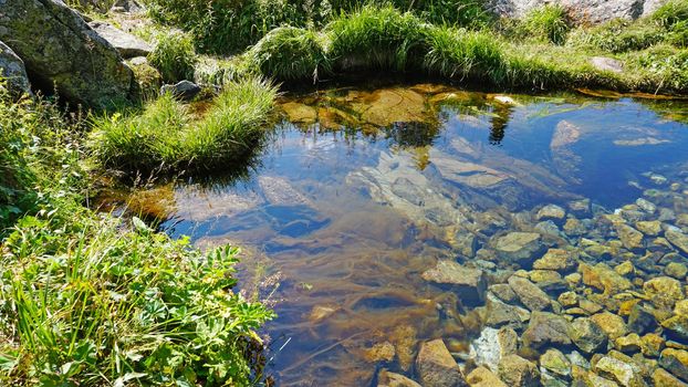 Mountain clear water of the stream and green fields. There are large stones on the shore. Grass is growing. Tall coniferous trees in forest. Tourists are walking in distance and flowers are growing