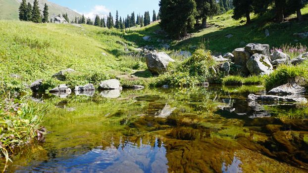 Mountain clear water of the stream and green fields. There are large stones on the shore. Grass is growing. Tall coniferous trees in forest. Tourists are walking in distance and flowers are growing