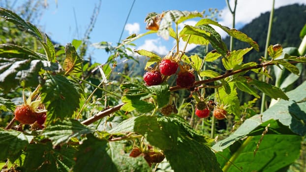 Ripe red mountain raspberries with a view of the forest. Large berry bushes. A few raspberries on a branch. View of the gorge, mountains and forest. Grass and nettles grow. Almaty, Kazakhstan