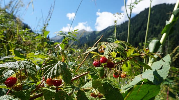 Ripe red mountain raspberries with a view of the forest. Large berry bushes. A few raspberries on a branch. View of the gorge, mountains and forest. Grass and nettles grow. Almaty, Kazakhstan