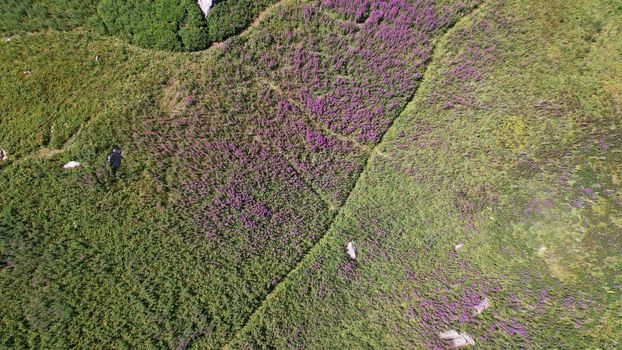 Coniferous forest and flowers grow in the gorge. In places, purple flowers and green grass. High peaks covered with clouds. Large light stones. Kazakhstan