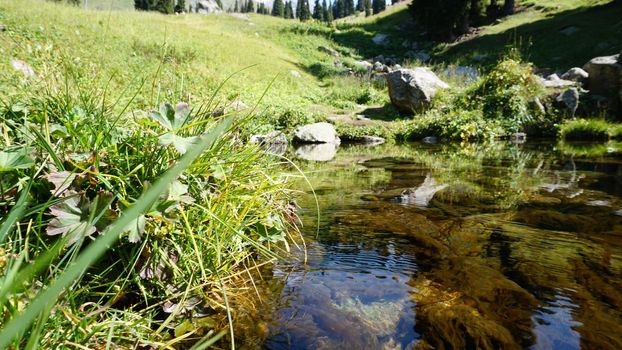 Mountain clear water of the stream and green fields. There are large stones on the shore. Grass is growing. Tall coniferous trees in forest. Tourists are walking in distance and flowers are growing