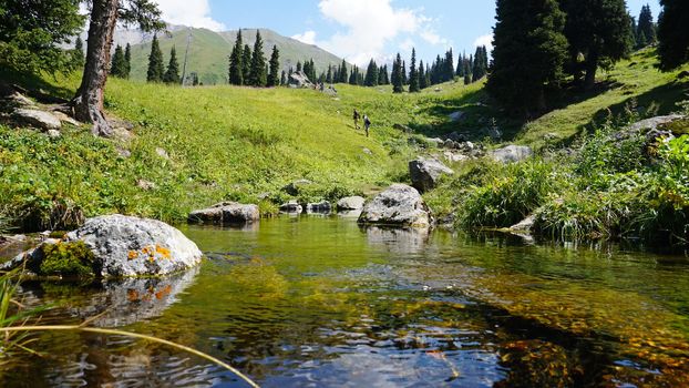 Mountain clear water of the stream and green fields. There are large stones on the shore. Grass is growing. Tall coniferous trees in forest. Tourists are walking in distance and flowers are growing