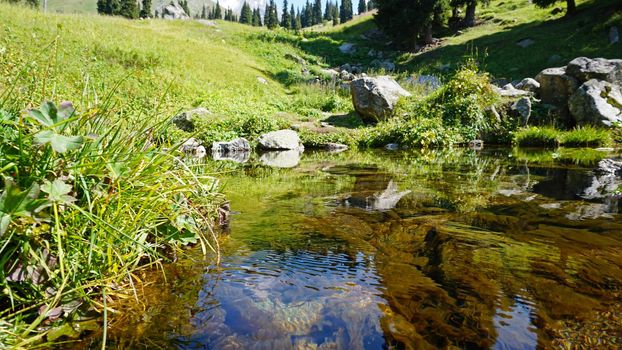 Mountain clear water of the stream and green fields. There are large stones on the shore. Grass is growing. Tall coniferous trees in forest. Tourists are walking in distance and flowers are growing