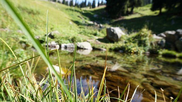 Mountain clear water of the stream and green fields. There are large stones on the shore. Grass is growing. Tall coniferous trees in forest. Tourists are walking in distance and flowers are growing