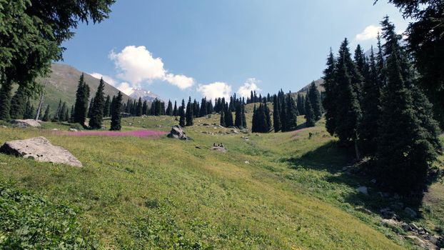 Coniferous forest and flowers grow in the gorge. In places, purple flowers and green grass. High peaks covered with clouds. Large light stones. Kazakhstan