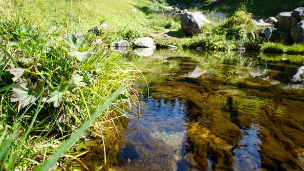 Mountain clear water of the stream and green fields. There are large stones on the shore. Grass is growing. Tall coniferous trees in forest. Tourists are walking in distance and flowers are growing