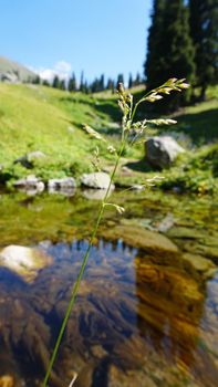 Mountain clear water of the stream and green fields. There are large stones on the shore. Grass is growing. Tall coniferous trees in forest. Tourists are walking in distance and flowers are growing