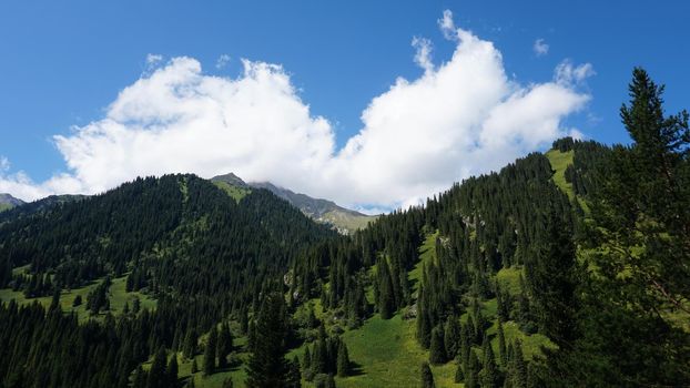 Green high mountains covered with coniferous trees. Fluffy white clouds hovered over the peak. Purple flowers, green grass, Christmas trees grow. Hiking through a gorge in the mountains. Kazakhstan