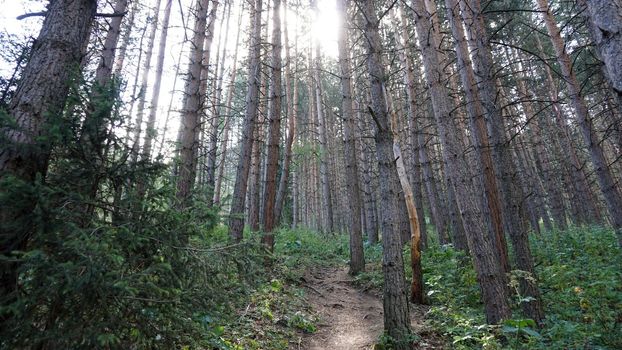 A forest path with rays of the sun, firs and pines. The sun's rays pass through the tree trunks. Climbing along the trail with rocks and roots. Alone in the forest, calm. Green grass and bushes.