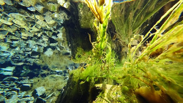 An incredible underwater world of a mountain river. Crystal clear clear water. Yellow rocks and green-brown algae. The rays of light are refracted into a blue color in the distance. An unusual world