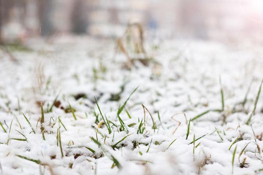 Green grass under the first snow close up