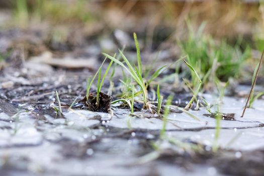 Green grass grows from ice close up, macro photo