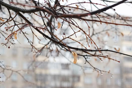 Raindrops on branches with yellow leaves close up