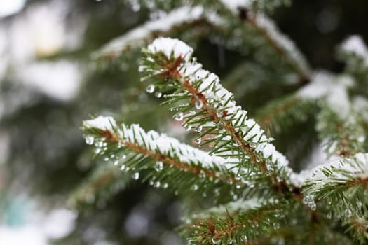 Snow and water drops on spruce branches close up