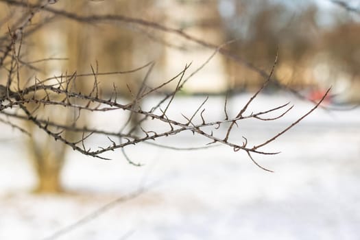 Dry branches of a bush on a background of snow close up