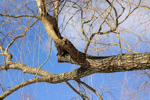Bare tree branches on a background of blue cloudy sky close up