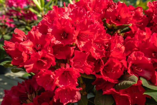 Red Kali rhododendron flower on a sunny spring day