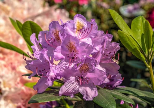 Pink rhododendron catawbiense flower on a sunny spring day