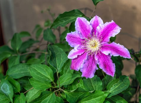 Pink clematis on green leaves background on a sunny spring day