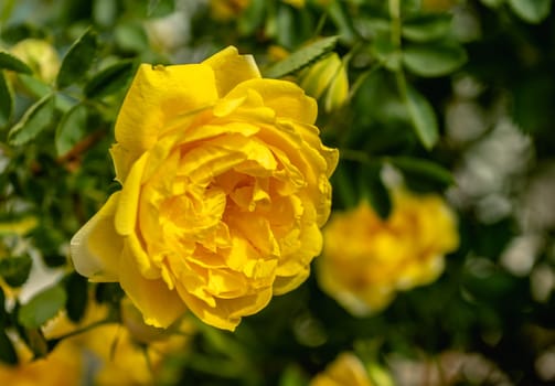 Golden celebration yellow rose bush on green leaves background on a sunny spring day