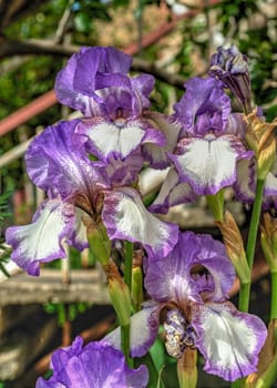 Purple Iris Earl of Essex on green leaves background on a sunny spring day