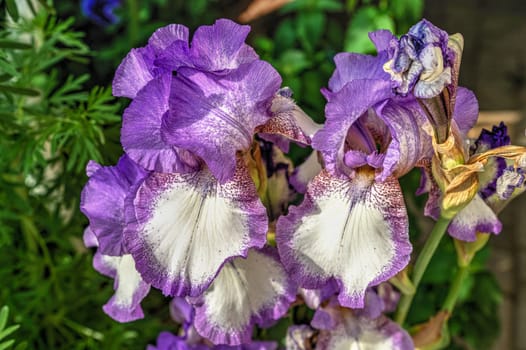 Purple Iris Earl of Essex on green leaves background on a sunny spring day