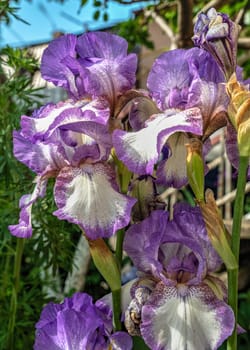 Purple Iris Earl of Essex on green leaves background on a sunny spring day