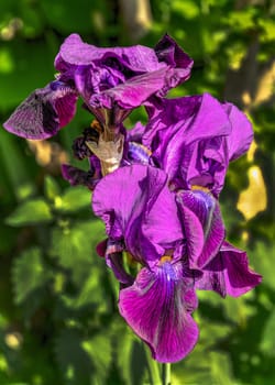 Iris Siberica Devils Dream on green leaves background on a sunny spring day