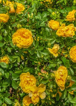 Golden celebration yellow rose bush on green leaves background on a sunny spring day