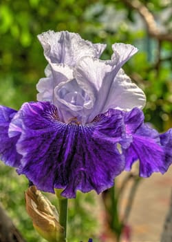 Purple Iris Earl of Essex on green leaves background on a sunny spring day